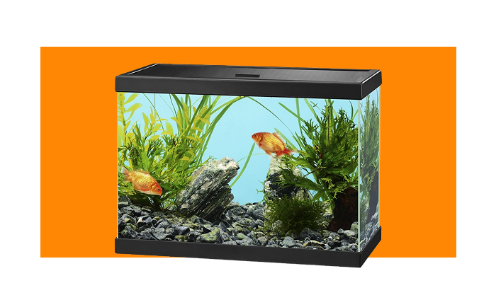 peixes e aquarios
